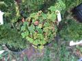 Oak Leaf Creeping Fig / Ficus pumila  